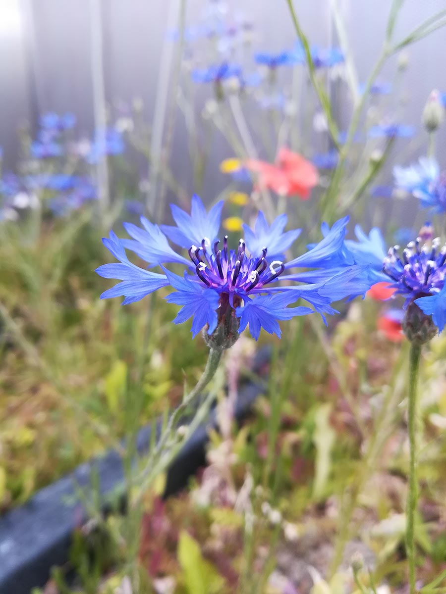 Blüte einer Kornblume (Cyanus segetum) im Klimakammerversuch der TUM