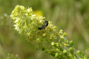 Maskenbiene auf Resede