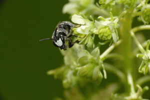 Maskenbiene auf Resede