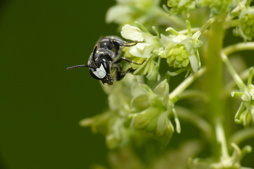 Maskenbiene auf Resede