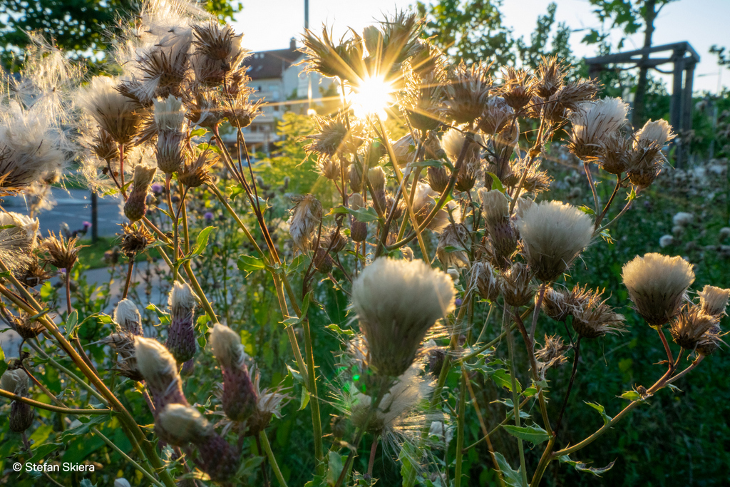 Online-Vortrag: Insektenfreundliche Gartengestaltung in Zeiten des
