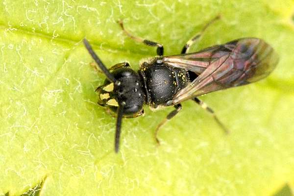 Maskenbiene auf Blatt