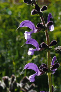 Salvia Pratensis