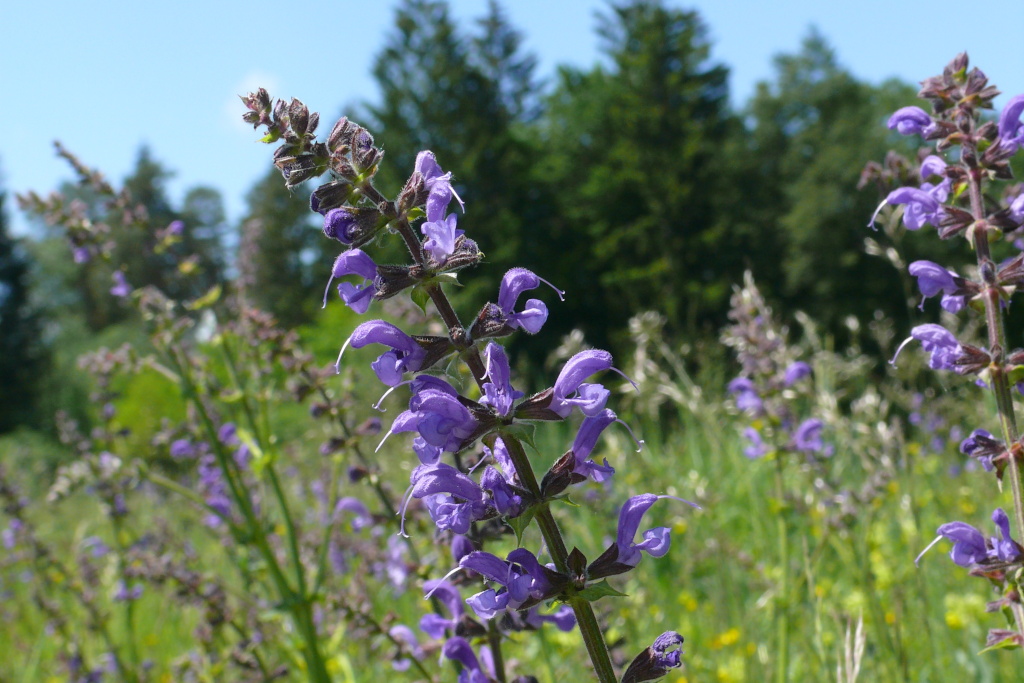 Wiesensalbei auf Wiese