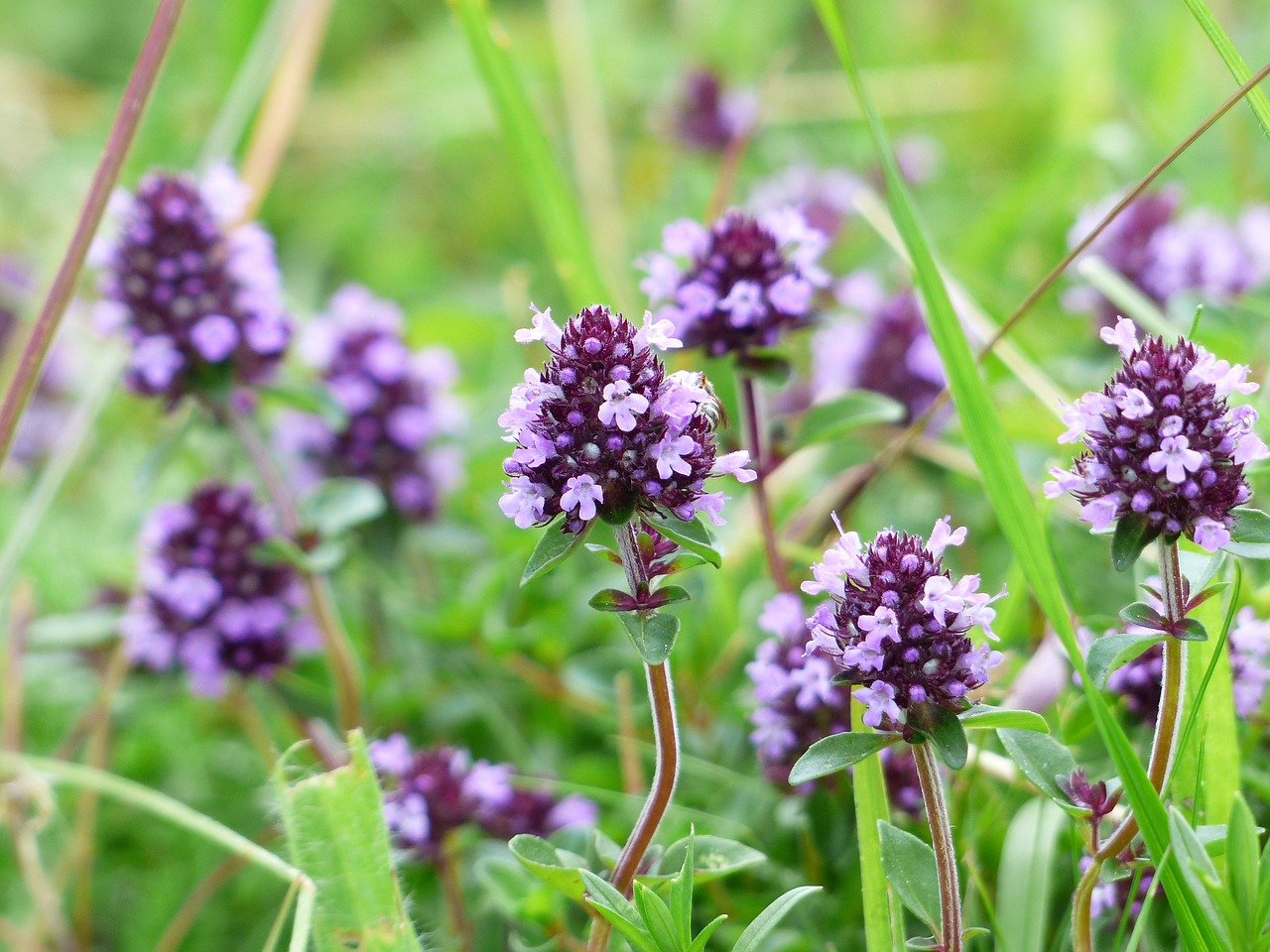 Blütenstand Thymian